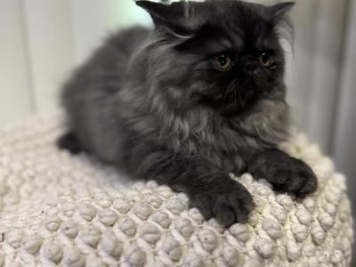 Punch - Persian - Gallery Photo #1