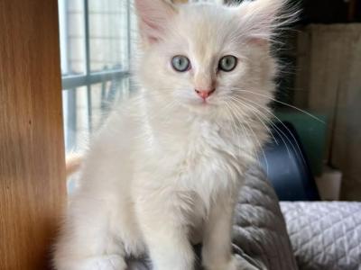 Sunday - Ragdoll - Gallery Photo #1