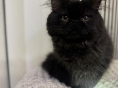 Teach - Persian - Gallery Photo #1