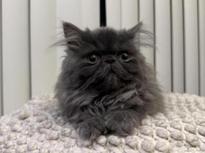 Arya - Persian - Gallery Photo #1