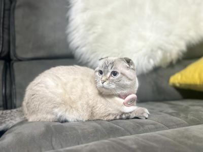 Khaleesi - Scottish Fold - Gallery Photo #1