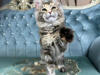 Bonny - Maine Coon - Gallery Photo #1