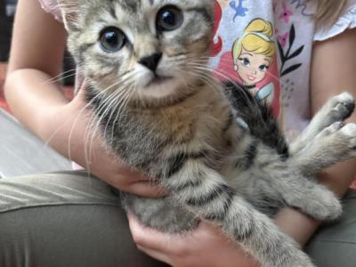 Female Tabby Kitten - Domestic - Gallery Photo #1