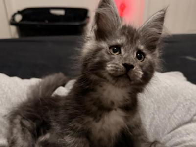 Tica Maine Coon Kittens - Maine Coon - Gallery Photo #1