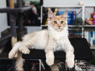 Red Smoke Male - Maine Coon - Gallery Photo #1