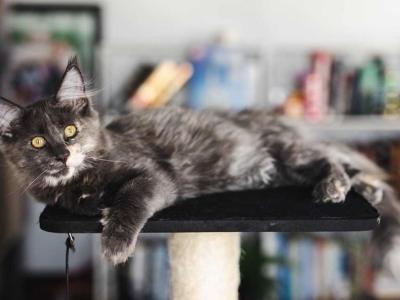 Blue Smoke Torbie - Maine Coon - Gallery Photo #1