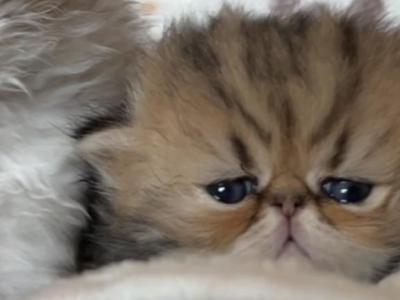 Bao Bao Litter - Persian - Gallery Photo #1
