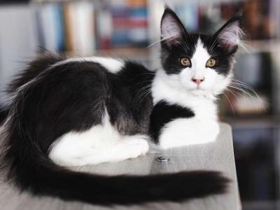 Bicolor Male - Maine Coon - Gallery Photo #1