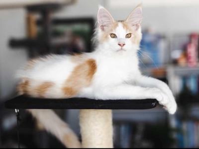 Red Bicolor Male - Maine Coon - Gallery Photo #1
