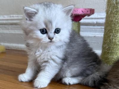 Bella Longhair - British Shorthair - Gallery Photo #1