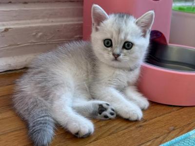 Bella 1 - British Shorthair - Gallery Photo #1