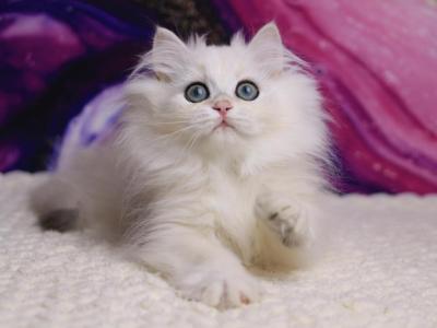 York - British Shorthair - Gallery Photo #1