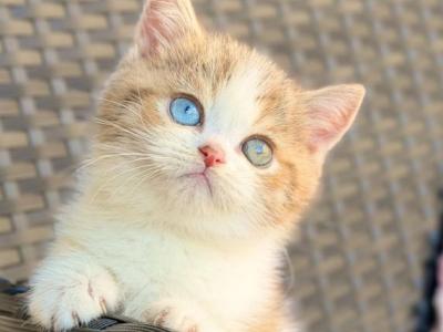 Busheron - British Shorthair - Gallery Photo #1