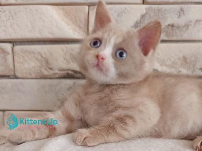 Keysy - British Shorthair - Gallery Photo #1