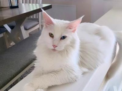 Lariska - Maine Coon - Gallery Photo #1