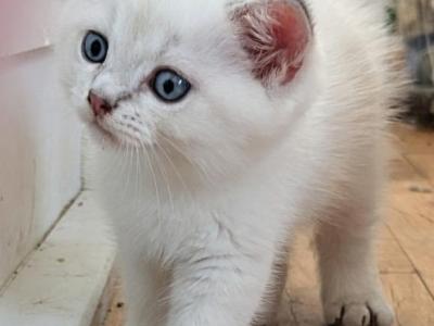 Csesar - Persian - Gallery Photo #1