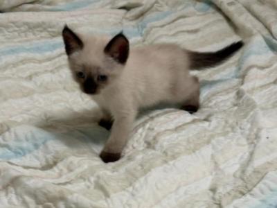 PBJ Crew - Siamese - Gallery Photo #1