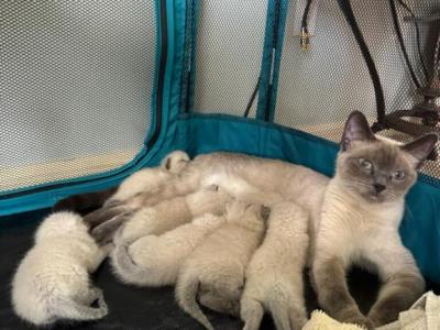 Sky's Sexy 6 - Siamese - Gallery Photo #1
