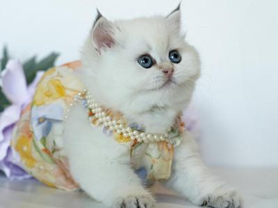 British Shorthair Taya - British Shorthair - Gallery Photo #1