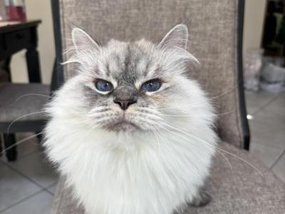 Female Retired Siberian Purebred - Siberian - Gallery Photo #1