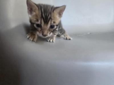 Nela - Bengal - Gallery Photo #1