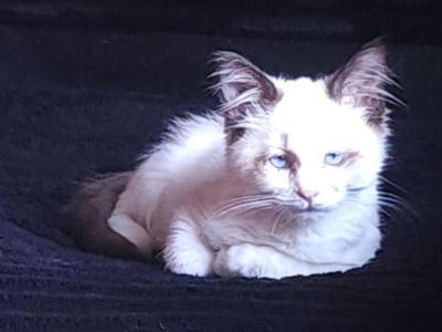 Rosemary - Ragdoll - Gallery Photo #1
