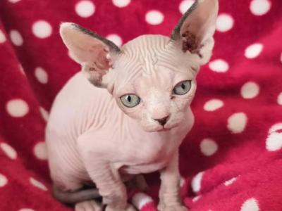 Pear - Sphynx - Gallery Photo #1