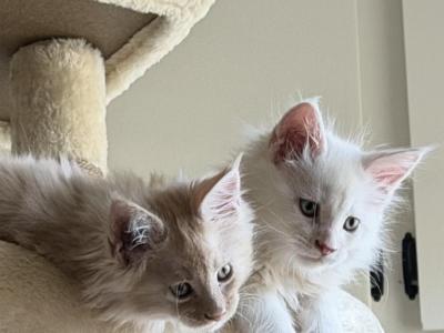 Fast And Furriest Litters A And B - Maine Coon - Gallery Photo #1