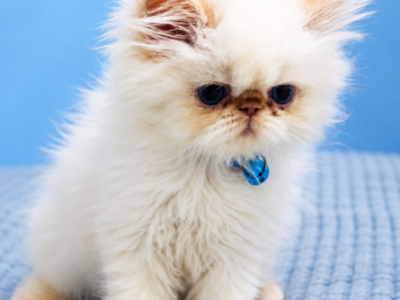 Lil Papa - Persian - Gallery Photo #1