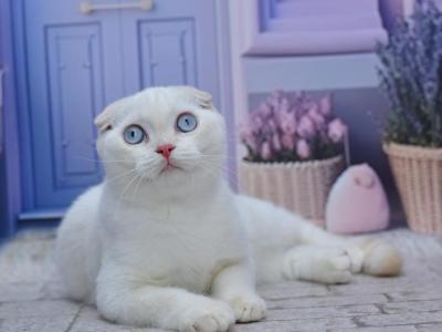Jeff1 - Scottish Fold - Gallery Photo #1