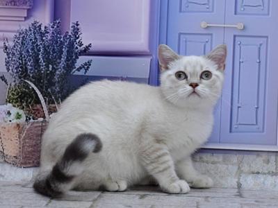 Jina1 - British Shorthair - Gallery Photo #1
