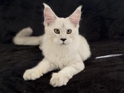 Breeder - Maine Coon - Gallery Photo #1