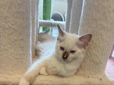 Stellas Litter - Ragdoll - Gallery Photo #1