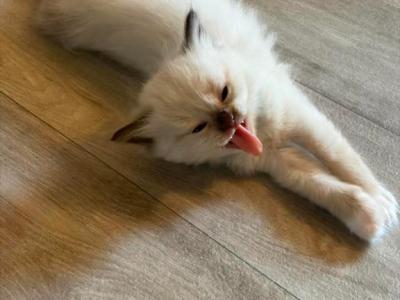 Stellas Litter - Ragdoll - Gallery Photo #1