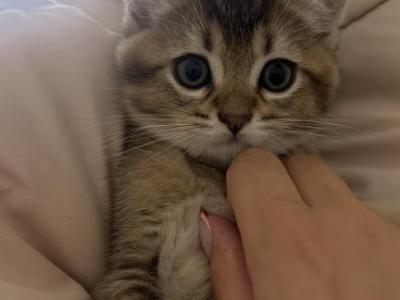 Locy - British Shorthair - Gallery Photo #1