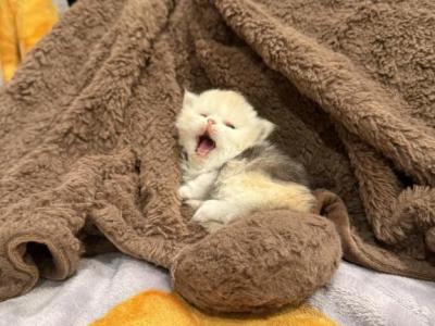 Callie - Persian - Gallery Photo #1