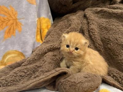 Garfield - Persian - Gallery Photo #1
