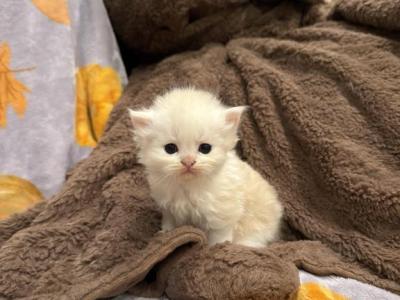 Bobby - Persian - Gallery Photo #1