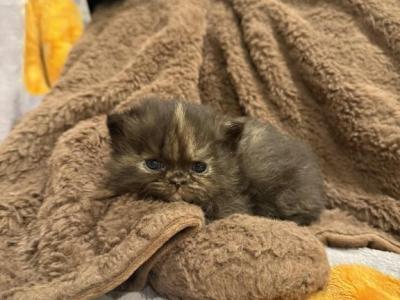 Reese - Persian - Gallery Photo #1