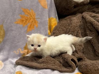 Autumn - Persian - Gallery Photo #1