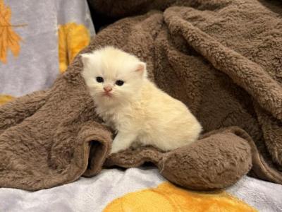 Bruno - Persian - Gallery Photo #1