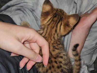 F2 Savannah Kittens - Savannah - Gallery Photo #1
