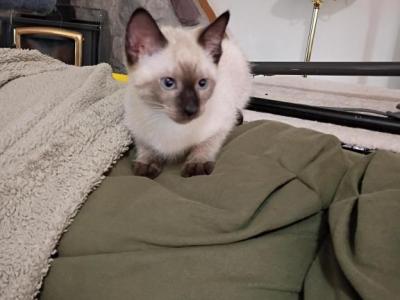 Macie's Seal Points - Siamese - Gallery Photo #1