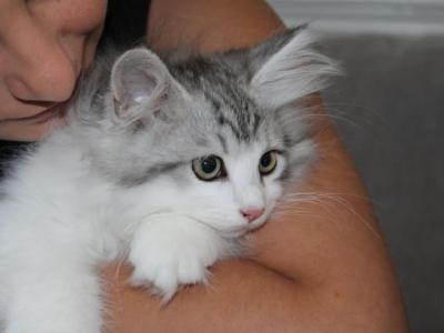 Mickey - Siberian - Gallery Photo #1