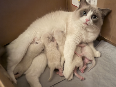 Isabel And Bradley Kittens - Ragdoll - Gallery Photo #1