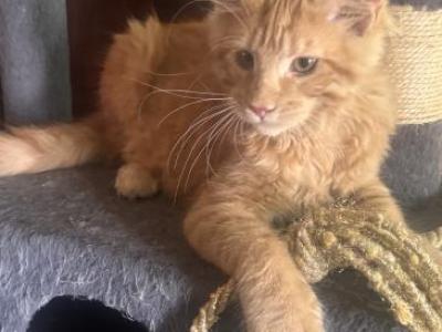 Nikki Of Donnelly - Maine Coon - Gallery Photo #1