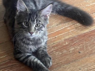 Lawrence Of Donnelly - Maine Coon - Gallery Photo #1