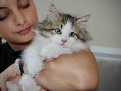Marshall - Siberian - Gallery Photo #1