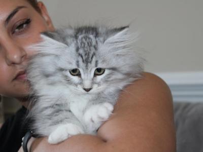 Marsha - Siberian - Gallery Photo #1