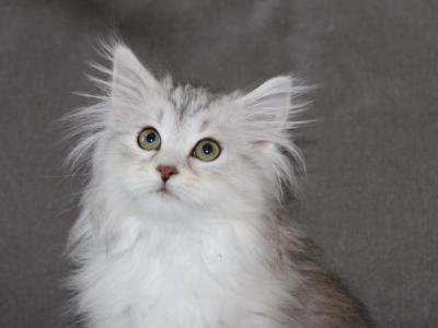 Melody - Siberian - Gallery Photo #1
